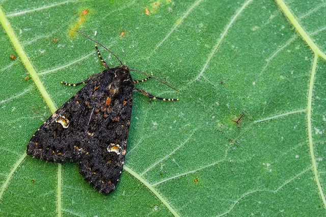 Melanchra persicariae - fehérfoltos kertibagoly