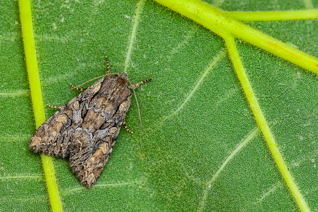 Lacanobia thalassina - borbolya-kertibagoly
