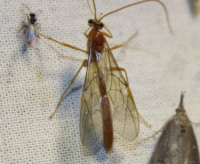 Ichneumonidae - valódi fürkészdarazsak
