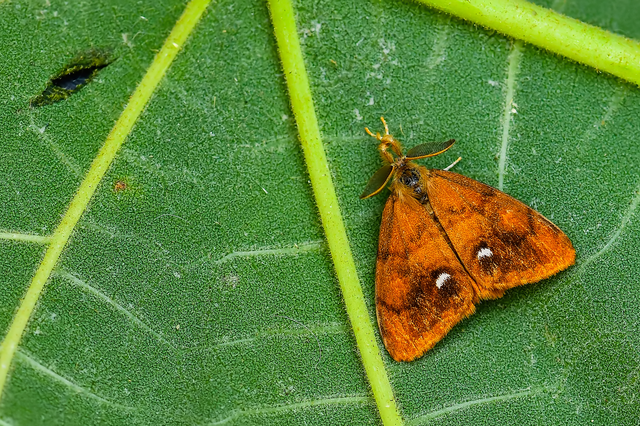 Orgyia antiqua - rozsdabarna kisszövő