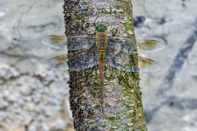 Anax parthenope - barna óriásacsa