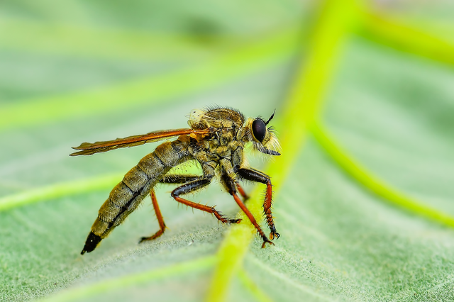 Echthistus