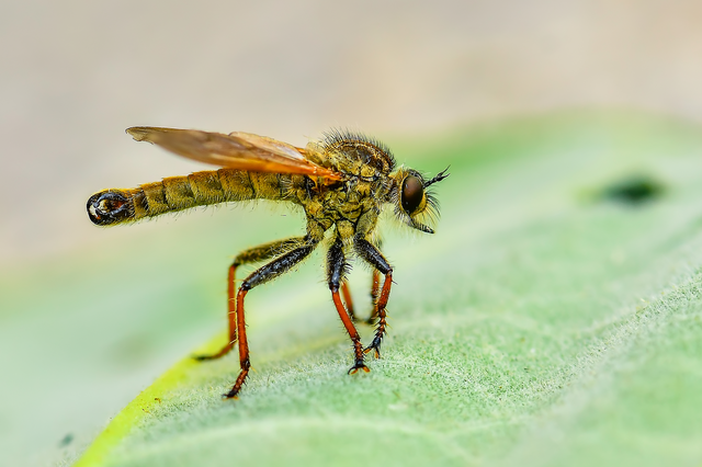 Echthistus