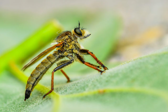 Echthistus