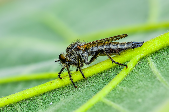 Eutolmus
