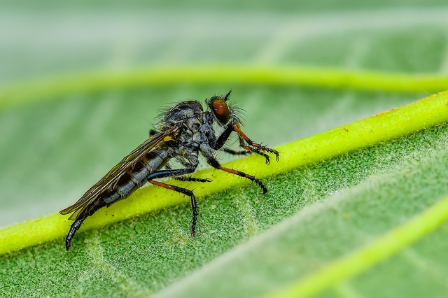 Neoitamus