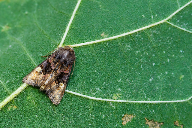 Euplexia lucipara - szeder-csipkésbagoly