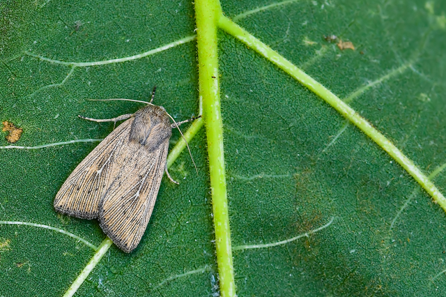 Leucania obsoleta - pontozott rétibagoly