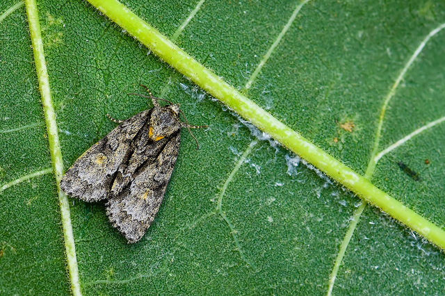 Acronicta strigosa - kis szigonyosbagoly