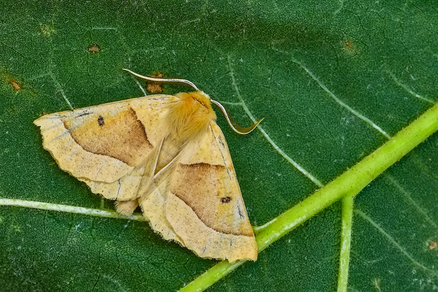 Crocallis elinguaria - sárga sávosaraszoló