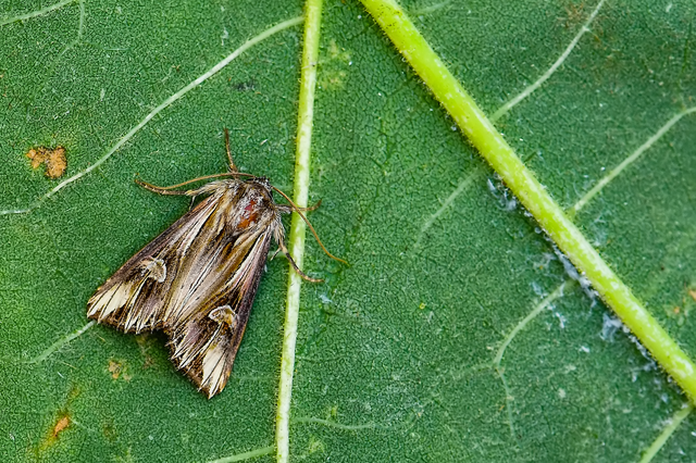 Actinotia polyodon - nagy sugarasbagoly