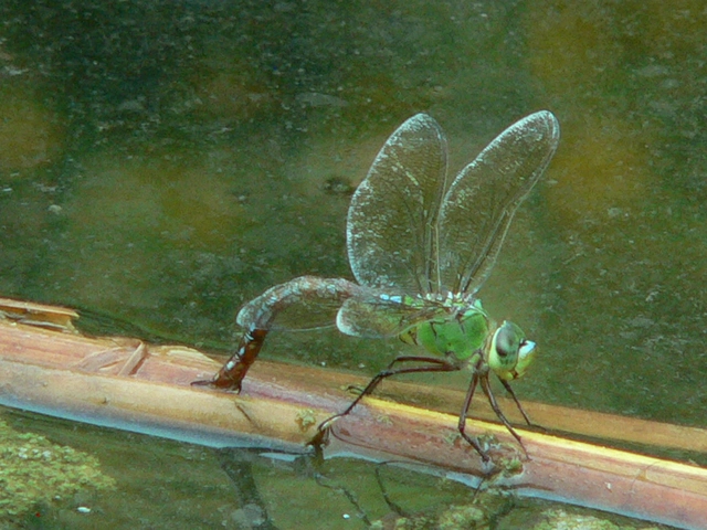 Anax imperator - zöld óriásacsa