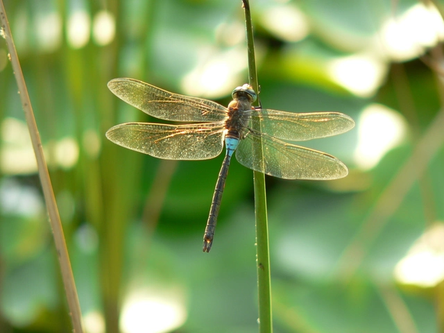 Anax parthenope - barna óriásacsa