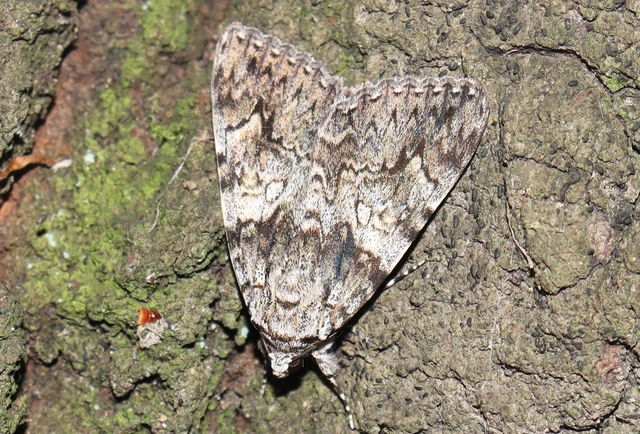 Catocala promissa - kis tölgyfa-övesbagoly
