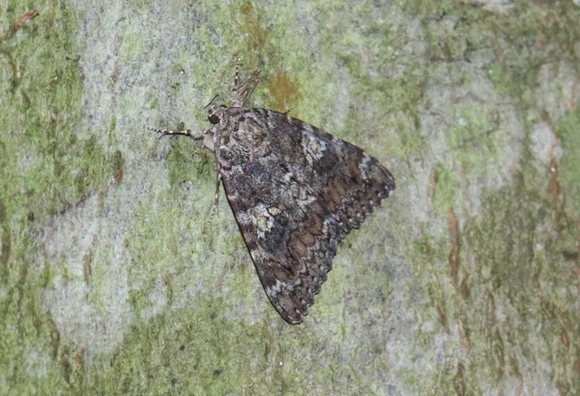 Catocala sponsa/dilecta