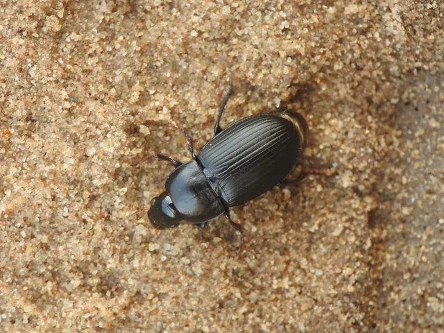 Harpalus serripes - fekete lomhafutó