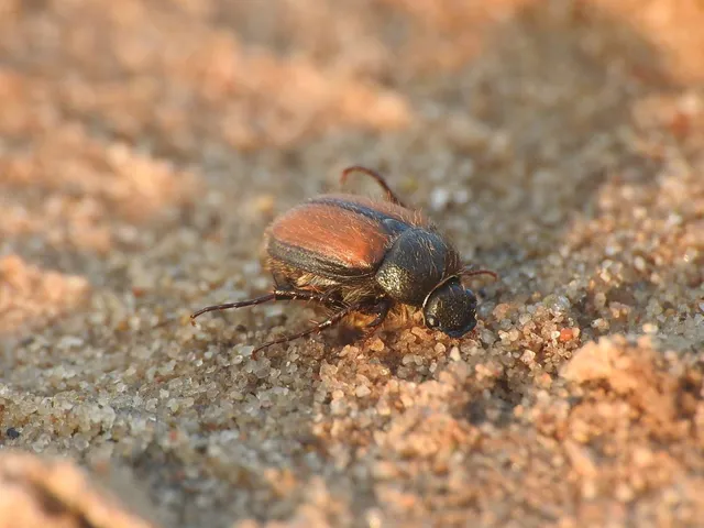 Omaloplia nigromarginata - szegélyes kiscserebogár
