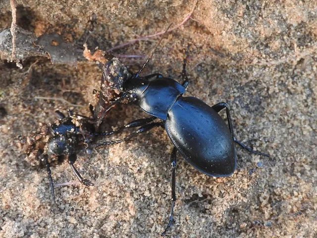 Carabus hungaricus - magyar futrinka