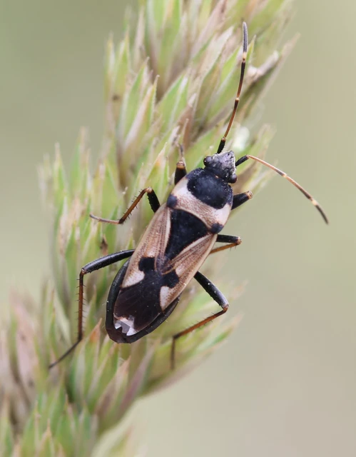 Raglius confusus