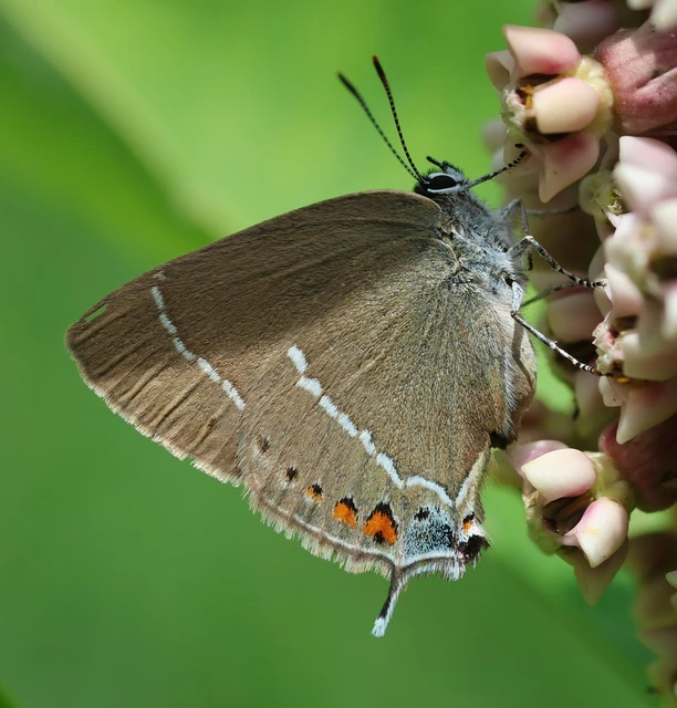 Satyrium spini - kökény-csücsköslepke