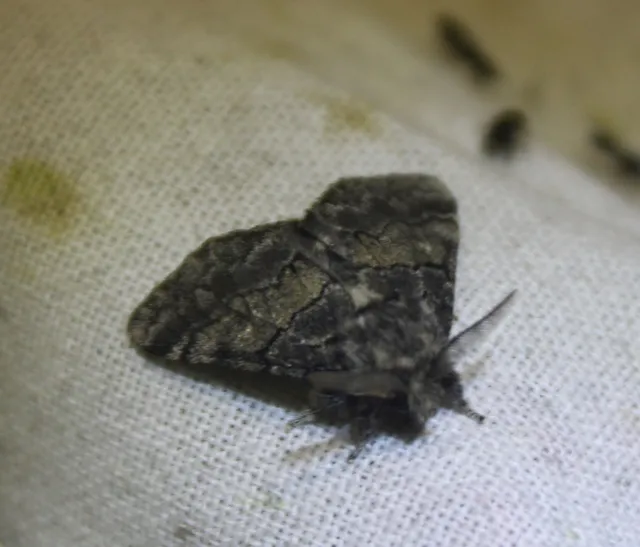 Gluphisia crenata - kormos púposszövő