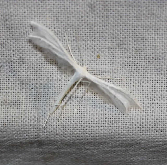 Pterophorus pentadactyla - fehér tollasmoly