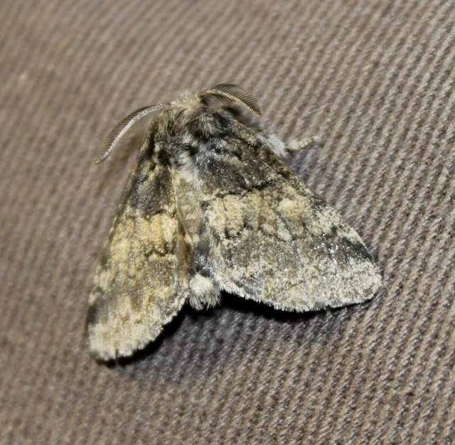 Gluphisia crenata - kormos púposszövő