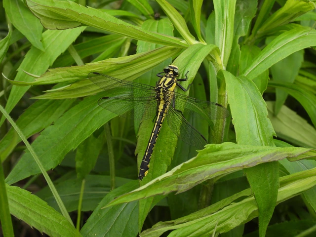 Gomphus vulgatissimus - feketelábú folyami-szitakötő
