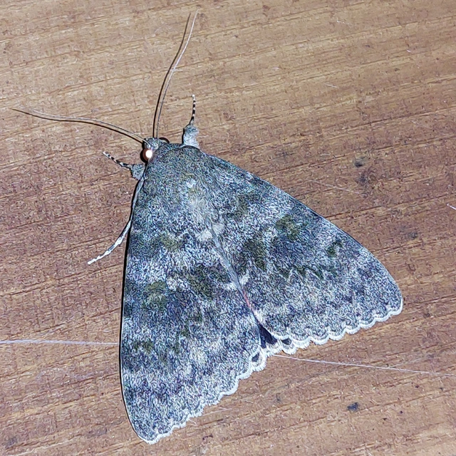 Catocala elocata - közönséges övesbagoly