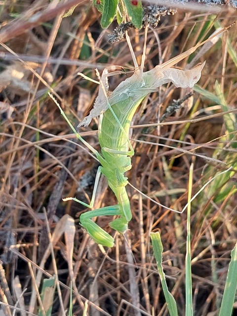 Mantis religiosa - imádkozósáska