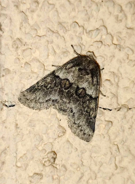 Gluphisia crenata - kormos púposszövő