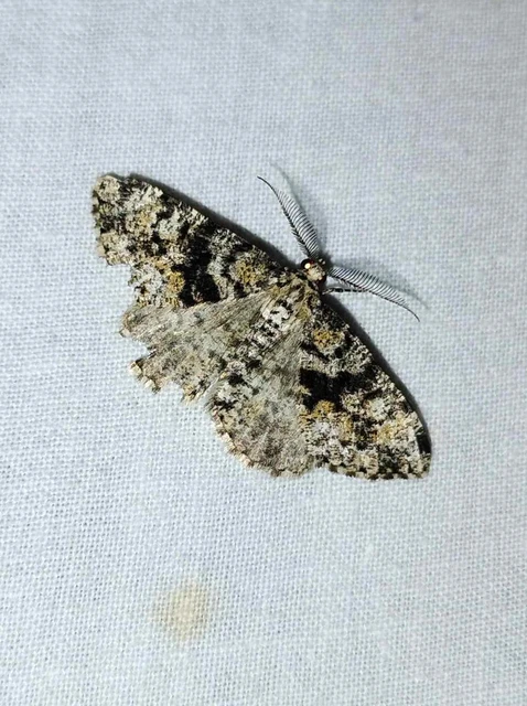 Fagivorina arenaria - bükkfaaraszoló