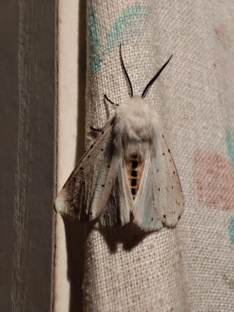 Spilosoma lubricipedum - tejszínű medvelepke