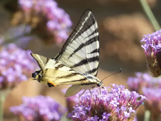 Iphiclides podalirius - kardoslepke