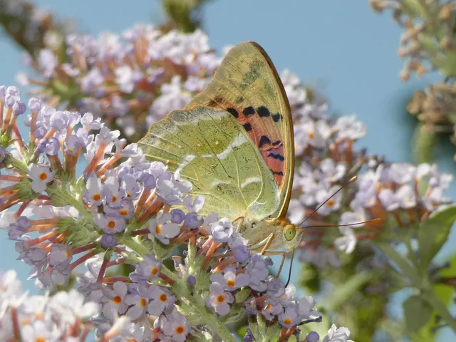 Argynnis pandora - zöldes gyöngyházlepke