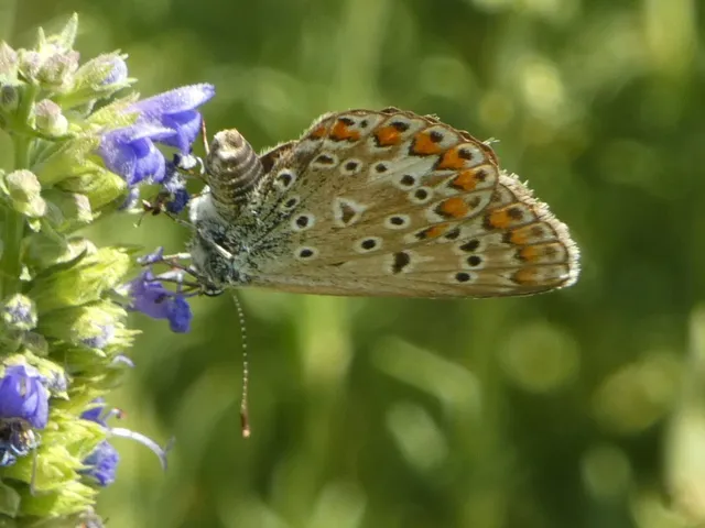 Polyommatus icarus - közönséges boglárka