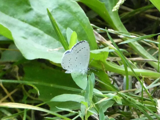 Celastrina argiolus - bengeboglárka