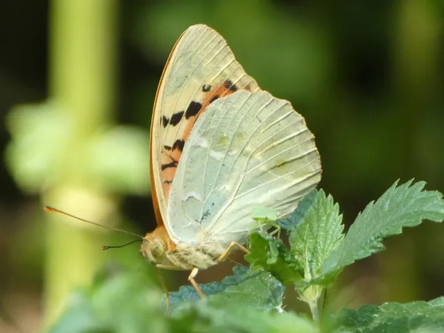Argynnis pandora - zöldes gyöngyházlepke