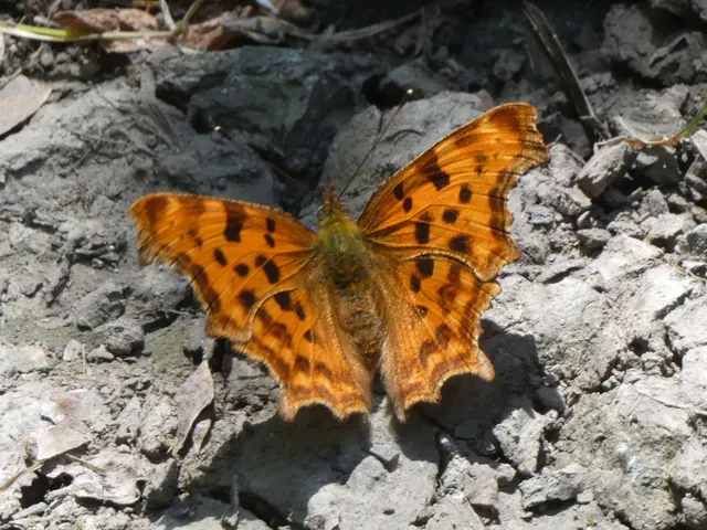 Nymphalis c-album - C-betűs lepke