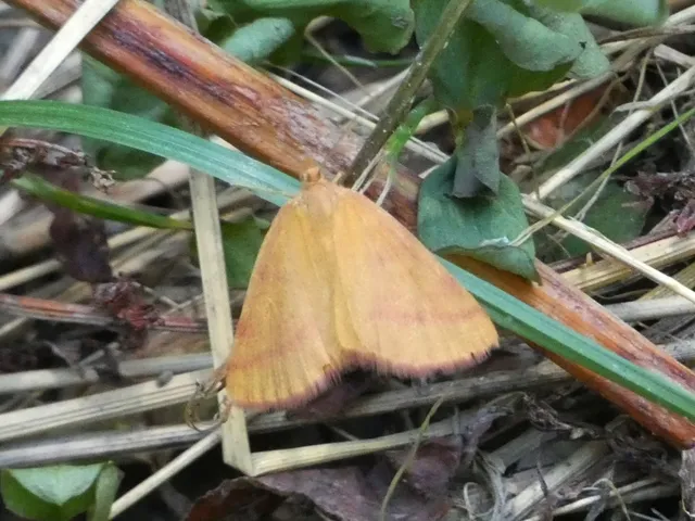 Lythria purpuraria - bíborsávos araszoló