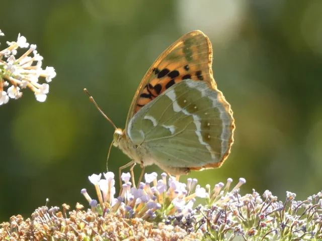 Argynnis pandora - zöldes gyöngyházlepke