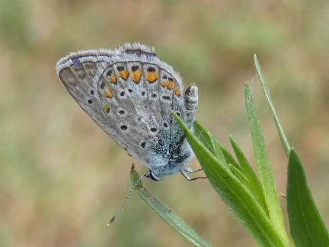 Polyommatus icarus - közönséges boglárka