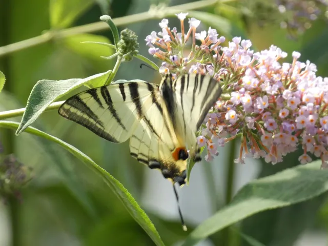 Iphiclides podalirius - kardoslepke