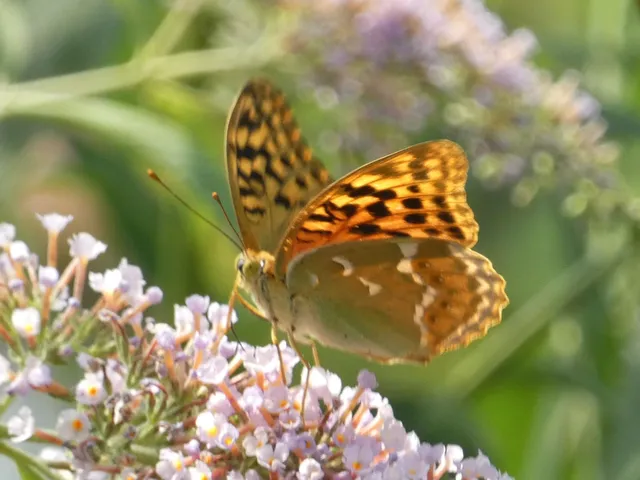 Argynnis pandora - zöldes gyöngyházlepke