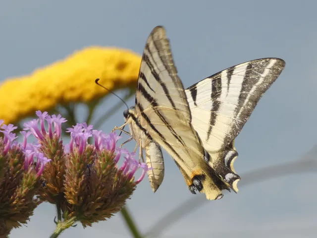 Iphiclides podalirius - kardoslepke