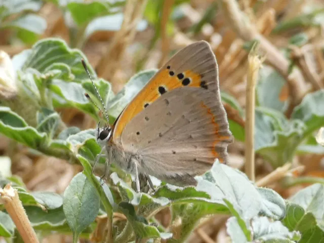 Lycaena phlaeas - közönséges tűzlepke