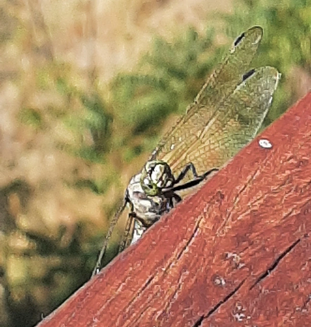 Orthetrum cancellatum - feketefarkú pásztorszitakötő