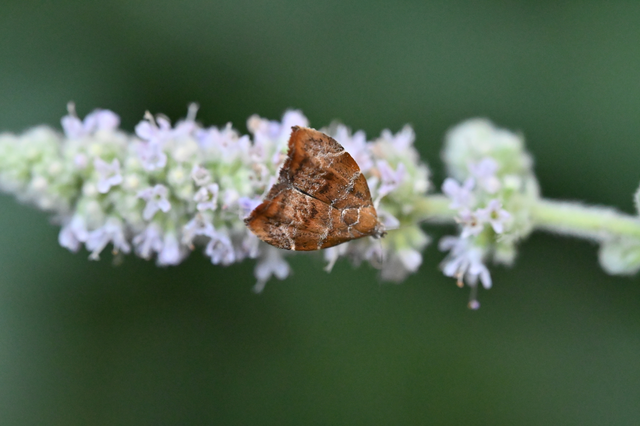 Choreutis nemorana - füge-levélmoly