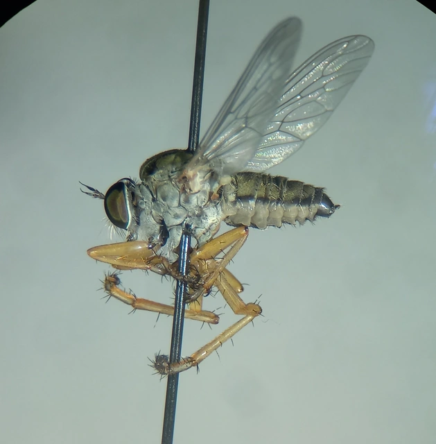 Asilidae - rablólégyfélék