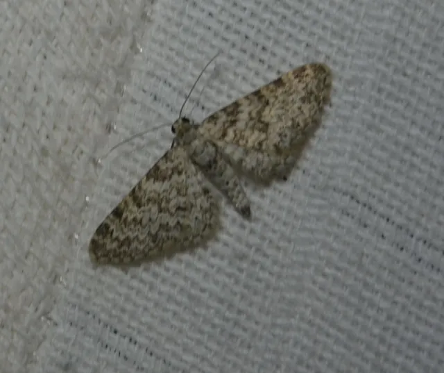 Eupithecia graphata - hangyabogáncs-törpearaszoló